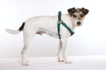 Parson Russell Terrier