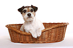 Parson Russell Terrier