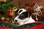 Parson Russell Terrier Welpe zu Weihnachten / PRT puppy at christmas