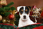 Parson Russell Terrier Welpe zu Weihnachten / PRT puppy at christmas