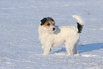 Parson Russell Terrier im Schnee / prt in snow