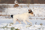 Parson Russell Terrier rennt durch den Schnee / prt running through snow