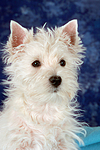 West Highland White Terrier Welpe / West Highland White Terrier Puppy
