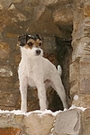 Parson Russell Terrier im Schnee / PRT in snow