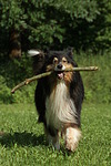 spielender Langhaarcollie / playing longhaired collie