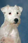 Parson Russell Terrier