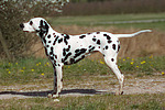 Dalmatiner / dalmatian