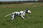 Dalmatiner / dalmatian