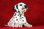 Dalmatiner Welpe / dalmatian puppy