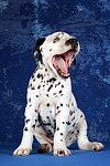 Dalmatiner Welpe / dalmatian puppy