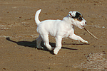 Parson Russell Terrier Welpe / parson russell terrier puppy