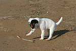 Parson Russell Terrier Welpe / parson russell terrier puppy