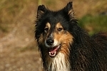 Langhaarcollie Portrait / longhaired collie portrait