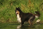 badender Langhaarcollie / bathing longhaired collie