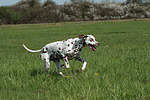 Dalmatiner / dalmatian