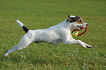 Parson Russell Terrier