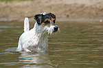 Parson Russell Terrier