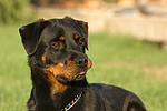 Rottweiler