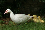 Warzenenten / muscovy ducks