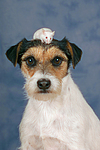 Parson Russell Terrier und Maus / dog and mouse