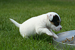Parson Russell Terrier Welpe / parson russell terrier puppy