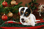 Parson Russell Terrier Welpe zu Weihnachten / PRT puppy at christmas