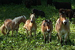 Haflinger und Kaltblüter / haflinger horses and coldbloods