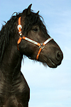Rheinisch Deutscher Kaltblut Hengst / coldblood stallion