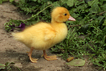 junge Warzenente / young muscovy duck