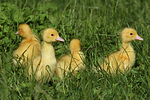 junge Warzenenten / young muscovy ducks