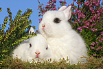 junge Zwergkaninchen / young dwarf rabbits