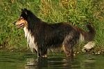 badender Langhaarcollie / bathing longhaired collie