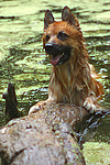 badender Harzer Fuchs / bathing Harzer Fuchs