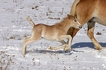 galoppierendes Haflinger Fohlen / galloping haflinger horse foal