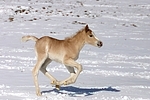 galoppierendes Haflinger Fohlen / galloping haflinger horse foal