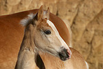 Haflinger Fohlen / haflinger horse foal