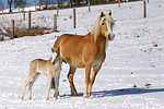 Haflinger / haflinger horses