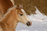 Haflinger Fohlen / haflinger horse foal