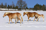 Haflinger / haflinger horses