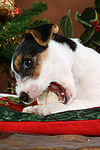 Parson Russell Terrier Welpe zu Weihnachten / PRT puppy at christmas