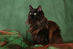 Maine Coon