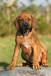 Rhodesian Ridgeback Welpe / rhodesian ridgeback puppy