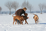 Frau mit Rhodesian Ridgebacks / woman with Rhodesian Ridgebacks