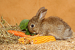 Zwergkaninchen / dwarf rabbit