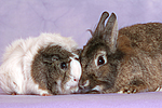 Meerschwein und Zwergkaninchen / guninea pig and dwarf rabbit