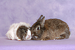 Meerschwein und Zwergkaninchen / guninea pig and dwarf rabbit