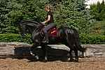 Frau reitet Friese / woman rides friesian horse