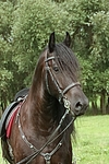 Friese Portrait / friesian horse portrait