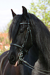 Friese / frisian horse