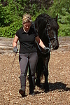 Frau führt Friese / woman with friesian horse